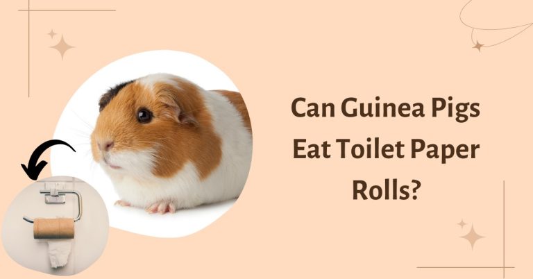 Can Guinea Pigs Eat Toilet Paper Rolls? Is it Safe?