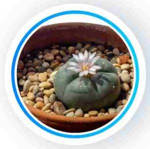 Peyote Cactus