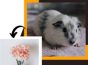 can guinea pigs eat carnations?