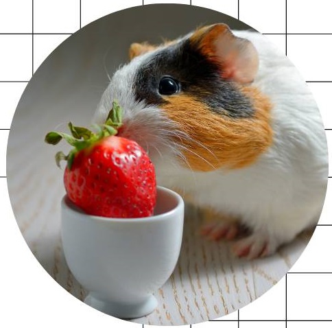 Image showcasing Can Guinea Pigs Eat Frozen Fruit? Can I Give Frozen Fruit Guinea Pigs ...