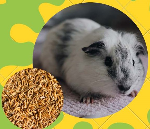 Can Guinea Pigs Eat Mealworms? What Happens If They Eat?