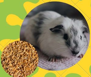 Can Guinea Pigs Eat Mealworms - What happens if they eat?