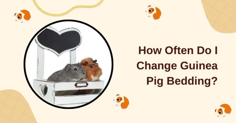How Often to Change Guinea Pig Bedding? How Do You Clean It?