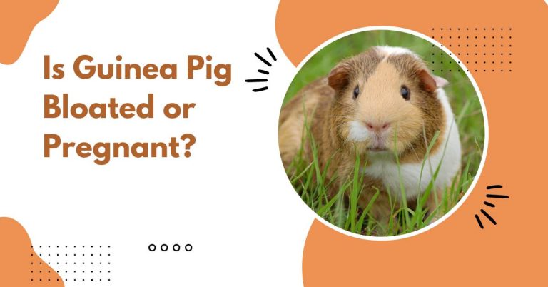 How Do You Tell If a Guinea Pig Is Pregnant Or Just Fat Or Bloated?