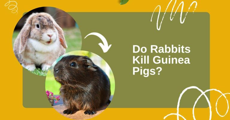Do Rabbits Kill Guinea Pigs? Can You Put Guinea Pigs and Rabbits Together?