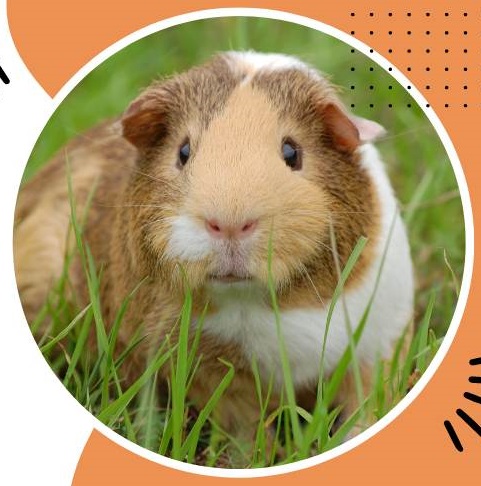 Image showcasing How Do You Tell If a Guinea Pig Is Pregnant Or Just Fat Or Bloated ...