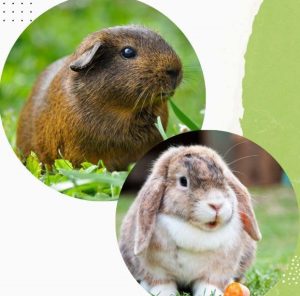 Which Smells Worse Rabbits or Guinea Pigs?