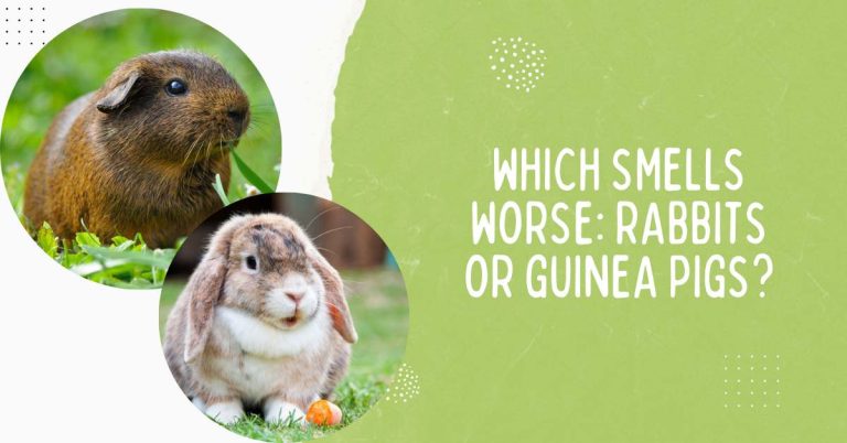 Which Smells Worse – Rabbits or Guinea Pigs? How Bad Is the Smell?