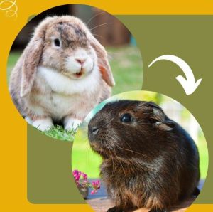 do rabbits attack guinea pigs?