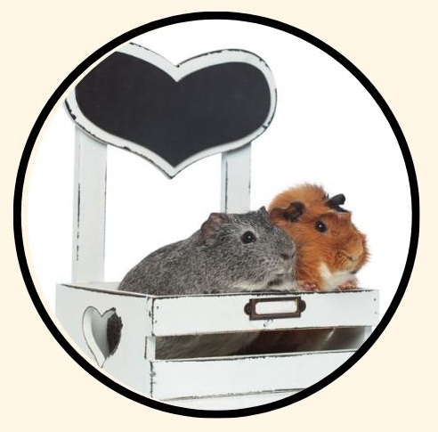 View of How Often to Change Guinea Pig Bedding? How Do You Clean It ...